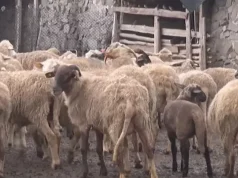 Ndalohet shitja e dhenve dhe e dhive në territorin shqiptar