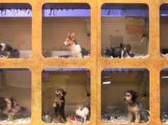 Bashkimi Europian drejt ndalimit të shitjes së qenve dhe maceve në dyqane – Propozohet ligj i ri për mbrojtjen e kafshëve