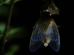 Fenomeni/ Miliarda gjinkalla dalin nga toka në SHBA pas 17 vitesh