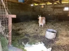 Konfirmohet rasti i parë i Murtajës së Ruminantëve të Vegjël në Shqipëri