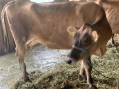 Shqipëria s’ka më lopë