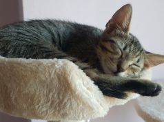 Një mace në shtëpi = një fëmijë më i qetë, më i shëndetshëm, më i lumtur