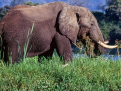 Elefanti vret dy turiste në parkun kombëtar të Zambias