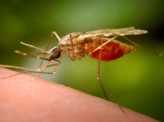 Alarm shëndetësor në Europë: Epidemia e virusit Chikungunya prek Francën dhe Italinë – OBSH paralajmëron rrezik global