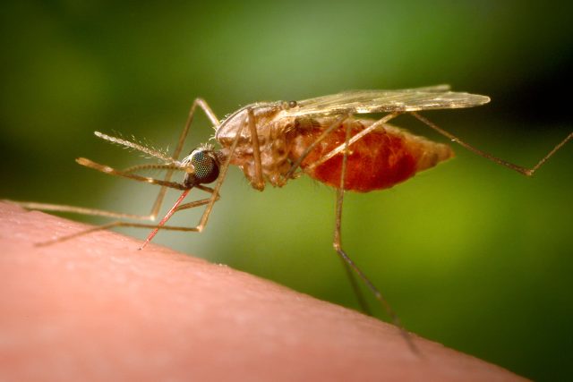 China_Chikungunya_25942