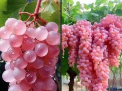 Pink Koshu, rrushi luksoz japonez që po mahnit botën e gastronomisë