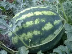 Balla në Kuvend për prodhimet “Made in Albania”: Nuk mjafton të jesh patriot vetëm në stadium, por duhet të tregohesh atdhetar, duke konsumuar prodhimin vendas