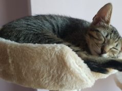 10 korriku Dita Ndërkombëtare e Koteleve