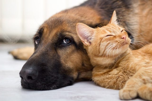 convivenza-cane-gatto