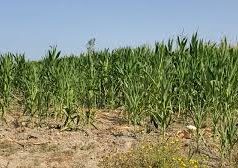 Fier – Gjendet i pajetë një 72-vjeçar i shpallur në kërkim, trupi i dekompozuar në tokat e fshatit Seman