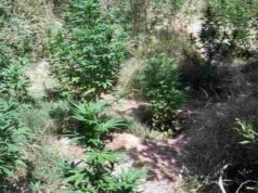 Krujë/ Droni i policisë zbulon parcelën me kanabis në fshatin Mazhë, hetime për identifikimin e kultivuesve