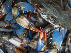 Gaforrja blu po shkatërron sektorin e peshkimit në lagunën e Karavastasë, peshkatarët: Kapim vetëm 20% peshk, 80% janë gaforre