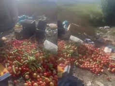 “Edhe falas nuk i marrin” – Fermerët hedhin prodhimet në rrugë, ministrja Denaj zhyt bujqësinë në krizë