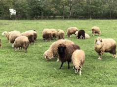 Konfirmohet shpërthimi i murtajës së deleve dhe dhive në një fermë në Kosovë