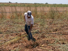 Tragjedi në Divjakë: Humb jetën 62-vjeçari gjatë punës në arë
