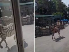 (Video) Çmendet zebra në Beograd. Arratiset nga kopshti zoologjik, lëndon një 2-vjeçar