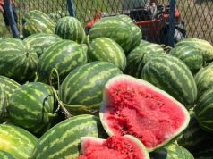 Çmimi i shalqirit bie në 6 lekë për kg në Divjakë, Braçe apel qytetarëve dhe biznesmenëve: Blijeni, të shpëtojmë bujqit