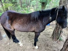 Llogara – 55-vjeçari që plagosi me armë gjahu një kalë në park, procedohet penalisht