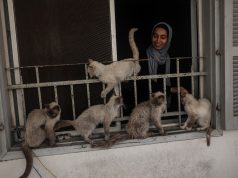 Macet e Gazës/ Palestinezja që kujdeset ka një mesazh: Dikush t’i dëgjojë zërat e tyre, dikush t’i shohë vuajtjet e këtyre shpirtrave që nuk mund të flasin (VIDEO)