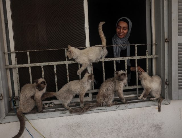 A Palestinian woman Rania Murad takes care of a group of cats in her home in Gaza City, on Augus