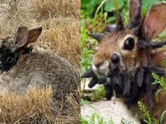 Sëmundja e “Lepujve Frankenstein” në SHBA – mjekët paralajmërojnë rrezik për njerëzit