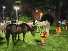 Pamje të pazakonta në Itali: Kuajt “pushtojnë” rrugët e qendrës së Albas (Video)