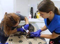 (Video) Kafshët dhurojnë gjak për të shpëtuar jetë në klinikën veterinare të Strasburgut