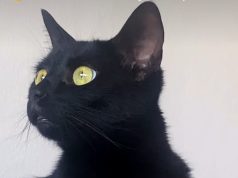 Dita Botërore e Maceve të Zeza/ Adoptoni, mos gjykoni nga ngjyra!