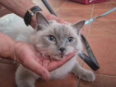 Macja që humbi në Poloni, gjendet në Kroaci pas 1,000 km udhëtimi