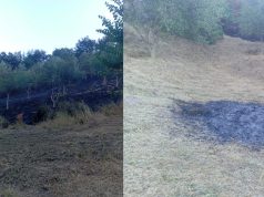 Peqin – Djeg tokë dhe pemë ulliri në Fatishë, procedohet penalisht një 72-vjeçar