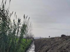 Divjakë/ Vrau me thikë 32-vjeçarin për një kanal vaditës, arrestohet autori i dyshuar