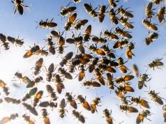 Shkodër/ Gjendet i pajetë 47-vjeçari, dyshohet se është pickuar nga bletët