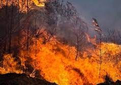 Vijon zjarri në pyllin me pisha të fshatit Akërni, forcat zjarrfikëse dhe FA-së në terren! Vihen nën kontroll flakët në Bogovë të Skraparit.