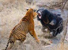 Jeta pranë ariut indian me thonjtë që frikëson edhe tigrat