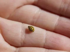 Çfarë do të thotë të gjesh një nusepashkë të verdhë në shtëpi?