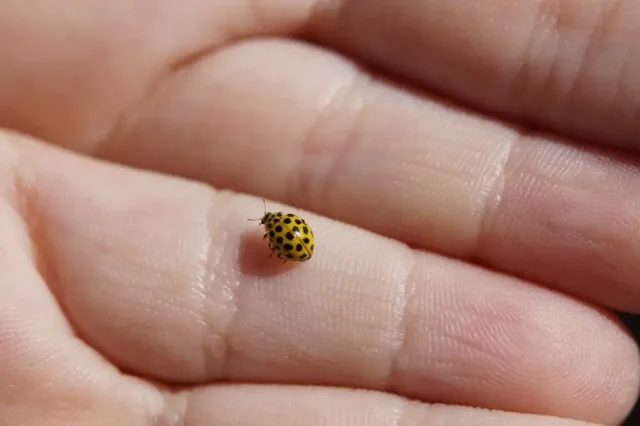 yellow-ladybug-meaning
