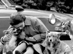 Gëzuar Ditën Ndërkombëtare të Qenve! Sot mëse gjysma e njerëzve në tokë kanë kafshë shtëpiake, 33% janë qen. Rreth 45% e pronarëve flenë me qentë e tyre!