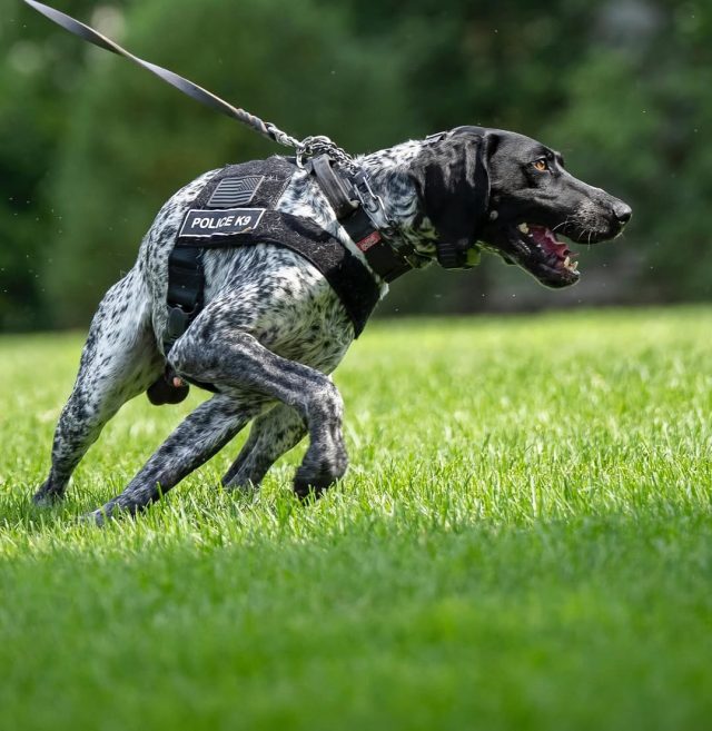 🐾Some of our favorite White House Portraits!Always on duty. Always loyal. Honoring the Secret S