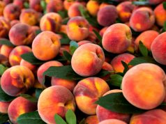 Pjeshkët me pesticide nga Shqipëria, 5565 kg u asgjësuan në Kroaci