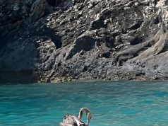 Ngatërroi rrugën?! Flamingo i gjetur pranë Detit Jon rikthehet në habitatin e tij natyror