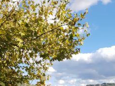 Në Liqenin Artificial të Tiranës shkarkohen ujëra të ndotura urbane. Auditimi: të merren masa