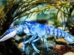 E rrallë dhe kaq e mrekullueshëm: Karavidhja Blu Elettrike ose “Neptune” i Kapur në SHBA, mund të jetojë 100 vjet