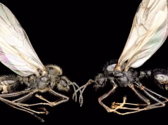 Mbretëresha-milingonë që lind dy specie të ndryshme: një zbulim që sfidon biologjinë