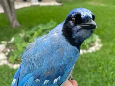 Një zog jashtë rregullave të natyrës në Texas. Ndryshimet klimatike po bëjnë bashkë specie që s’kanë ndërvepruar prej miliona vitesh