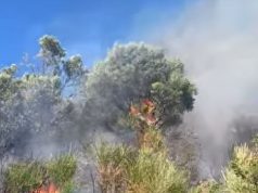 Zjarr i madh në pyjet e Baldushkut, digjen ullinj shekullorë