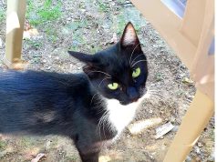 Nëse s’e ke ende, adopto sa më parë një kafshë shtëpiake. Studime të reja provojnë se ndërveprimi me katërputroshët përmirëson shëndetin mendor dhe fizik