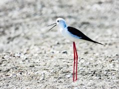 Rama: Krenar për dy të rinjtë shqiptarë që kanë krijuar një instrument shkencor të ri në fushën e ornitologjisë