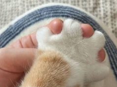 4 Tetori – Dita Botërore e Mbrojtjes së Kafshëve. Në Shqipëri, sfida madhore: vullnetarë që i duan, dhe monstrat me dy këmbë që i keqtrajtojnë dhe helmojnë