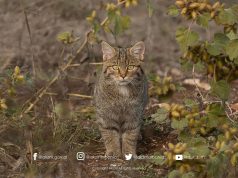 Macja e egër, banorja e padukshme e pyjeve shqiptare. Ja si po bëhet gati për dimër…