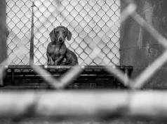 Roma vendos bonus prej 500€ për adoptimin e kafshëve nga strehimoret e maceve dhe qenve